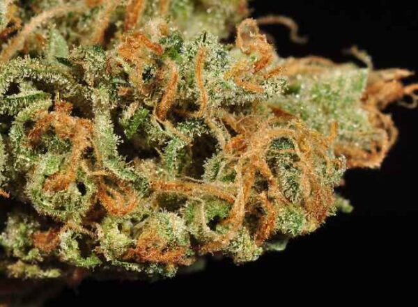 Strawberry Cough Marijuana Australia